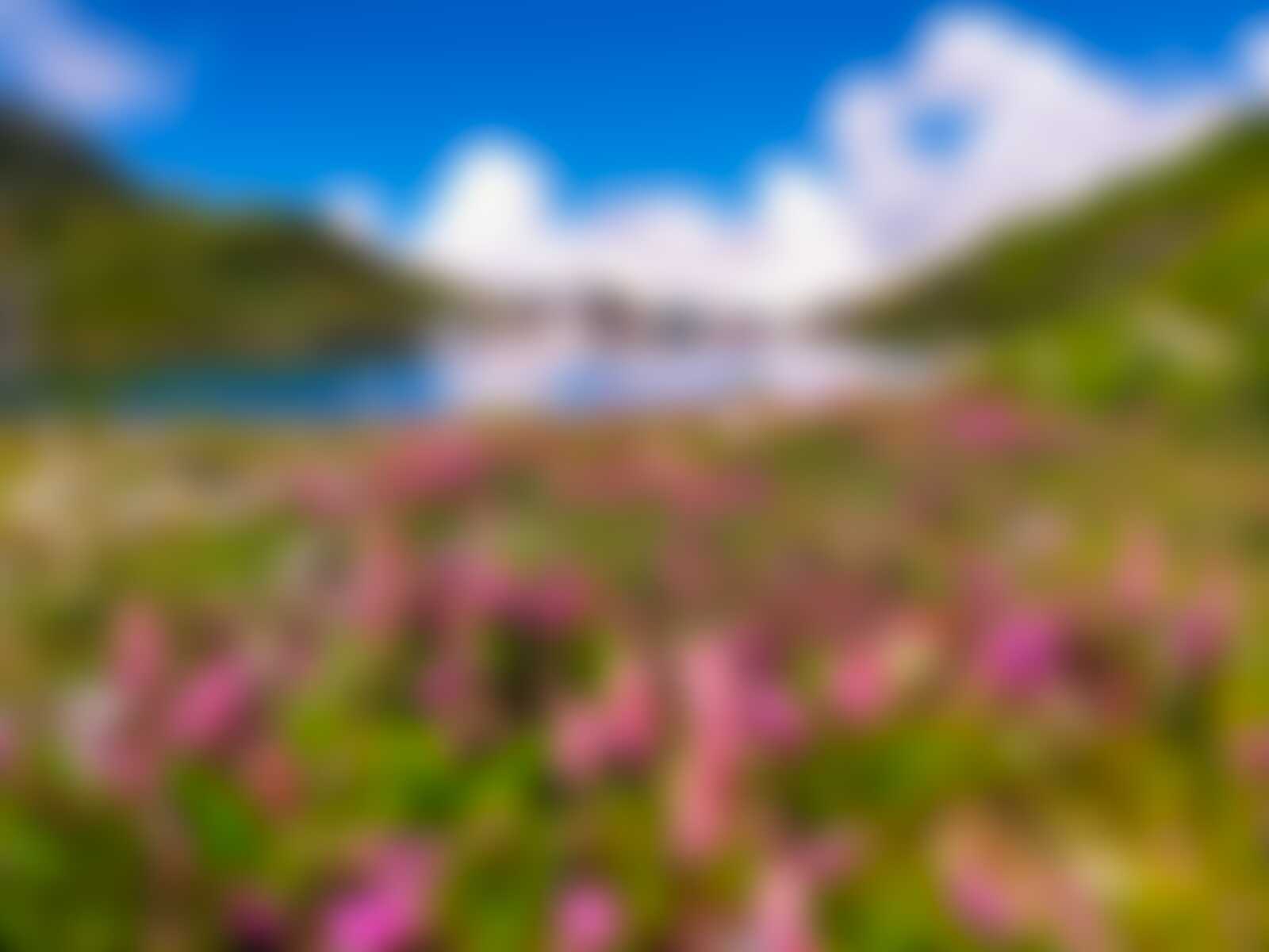 low-preview-003e92d7 7c19 428a 89b5 a8f37367cd0d valleyofflowers hemkund monsoon pictures krishna singh 1