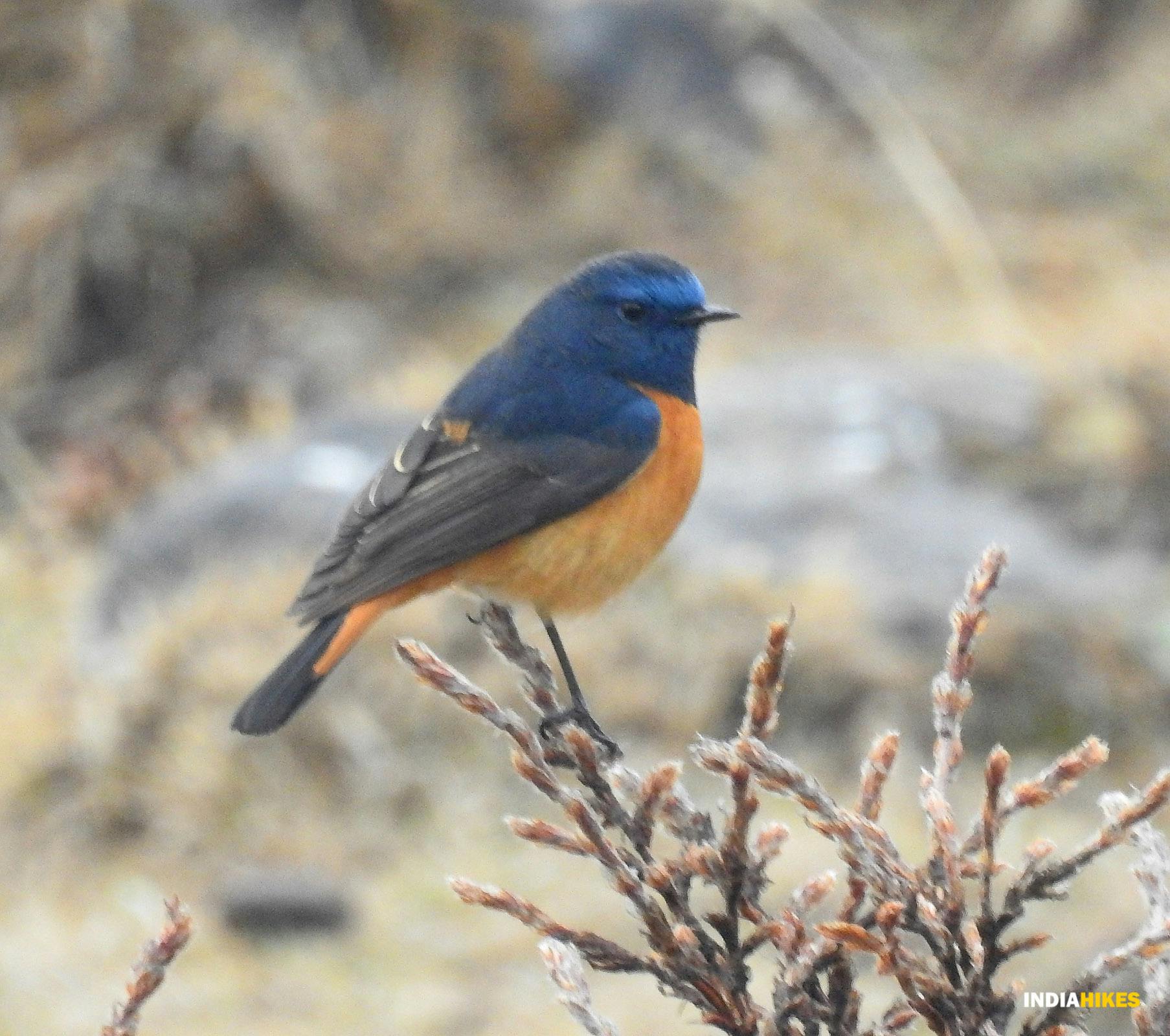 024c30cc ae5c 4f75 8500 103e917f451d goechala gcl blue fronted redstart male  sahana