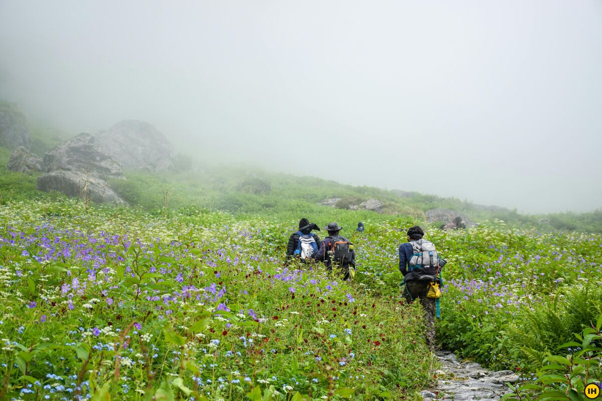 0bb56c81 f2ba 4528 9109 2cf9ac6d7083 valley of flowers pictures by jothiranjan