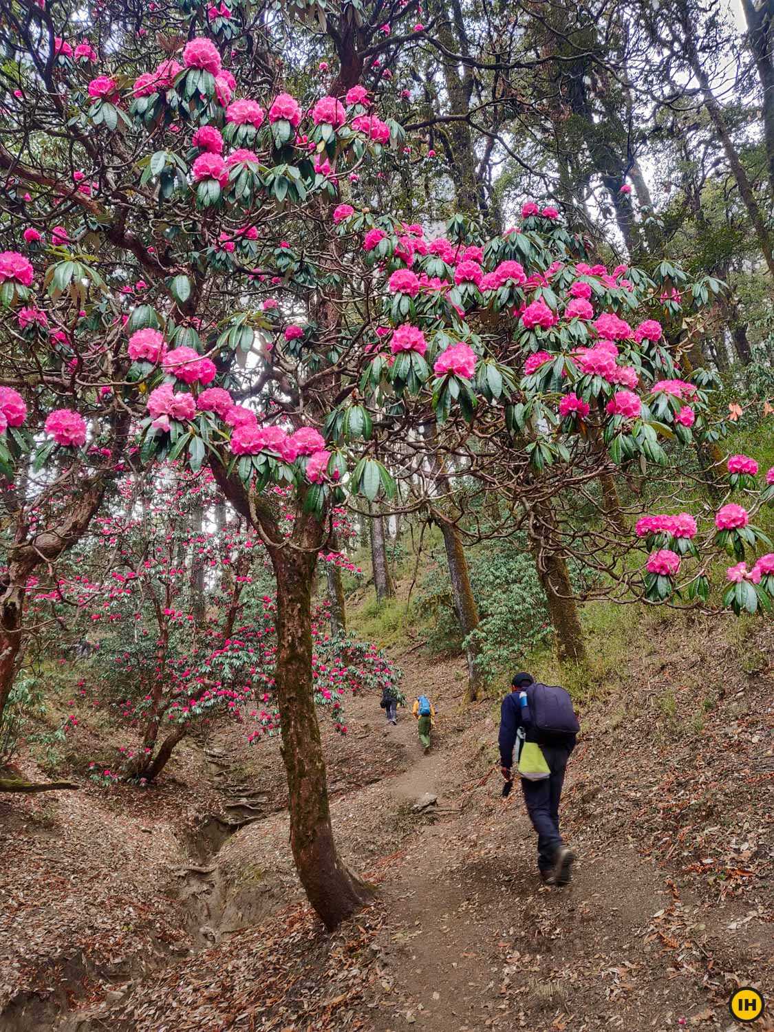 6 Best Himalayan Treks in March and April to See Blooming Rhododendrons