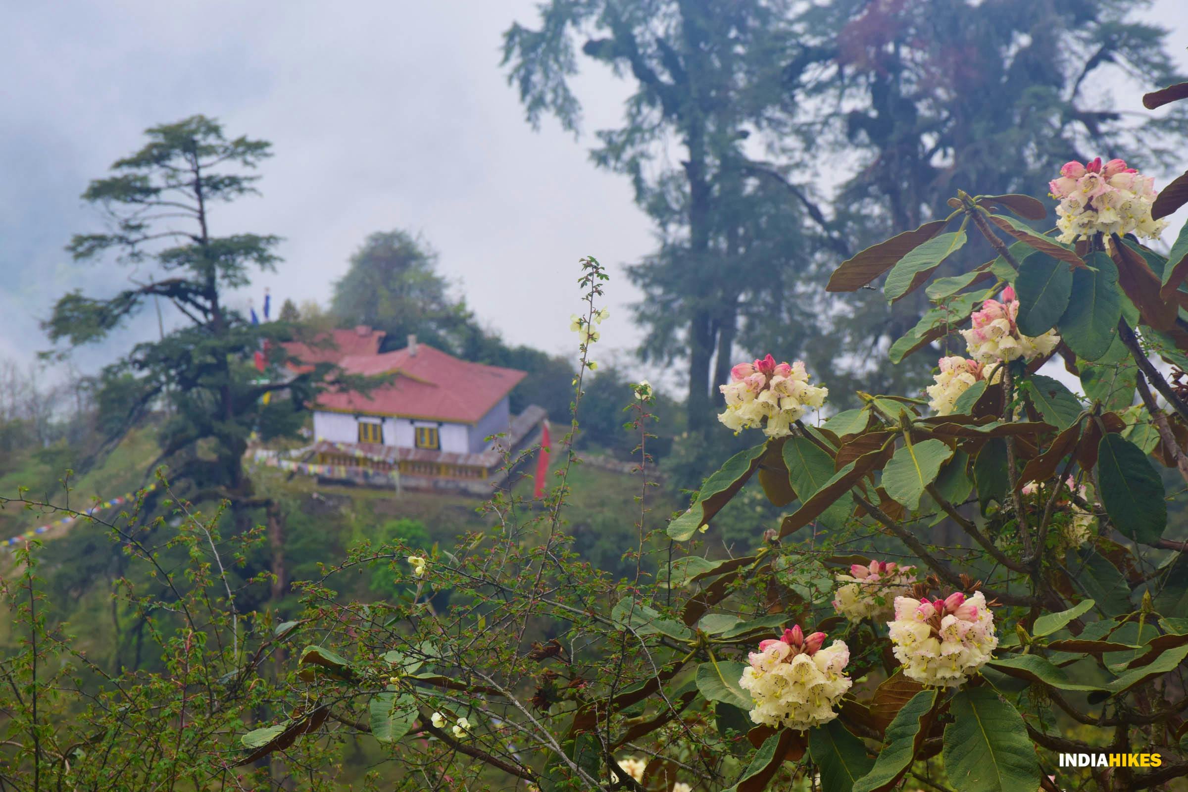 55a5fc21 7b1c 4c29 b3b9 55d7d6a5714a goechala gcl sourav mukherjee rhododendrons with the monastery in backdrop at tshoka