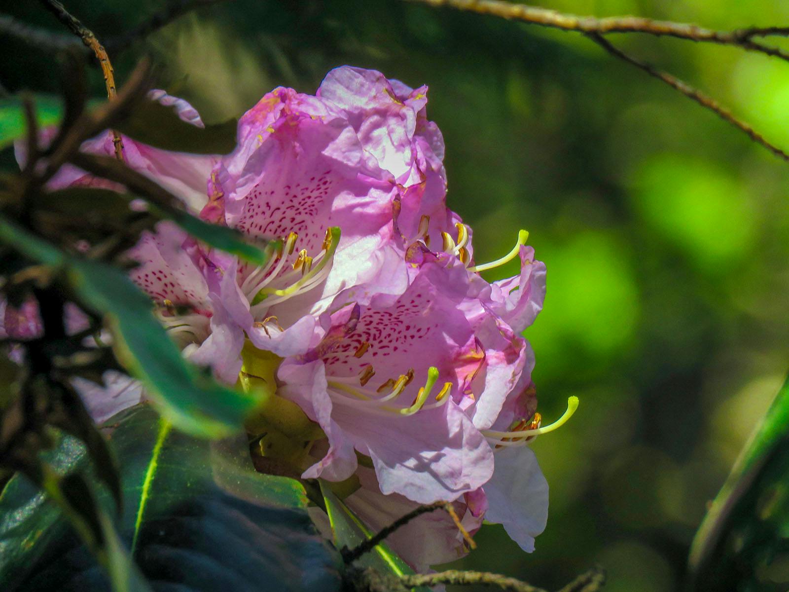 5616c841 249a 4208 a4b9 4c7df55f443b rhododendron