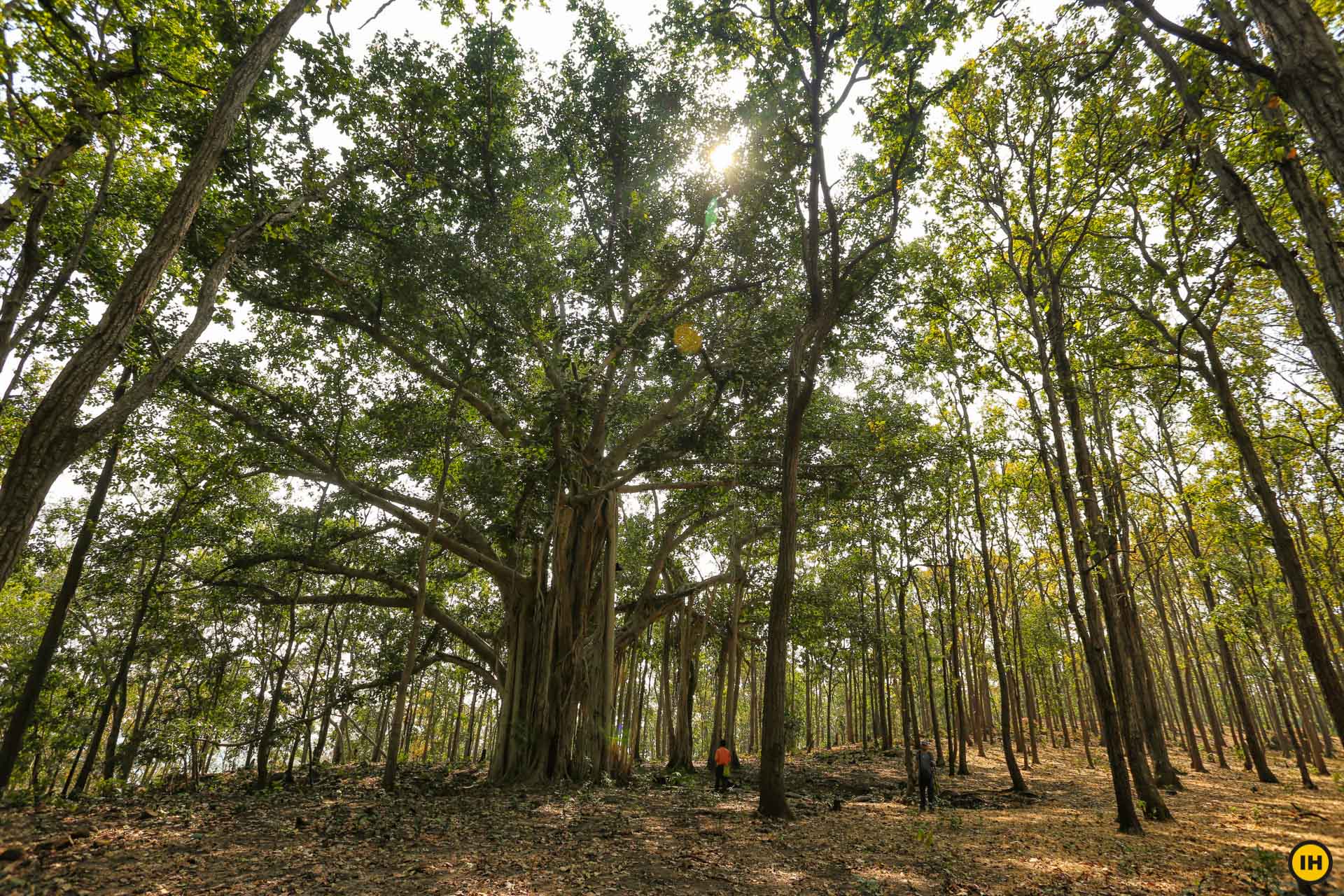 Chhattisgarh Jungle Trek 2026 | Witness India’s Rich Forest Trails