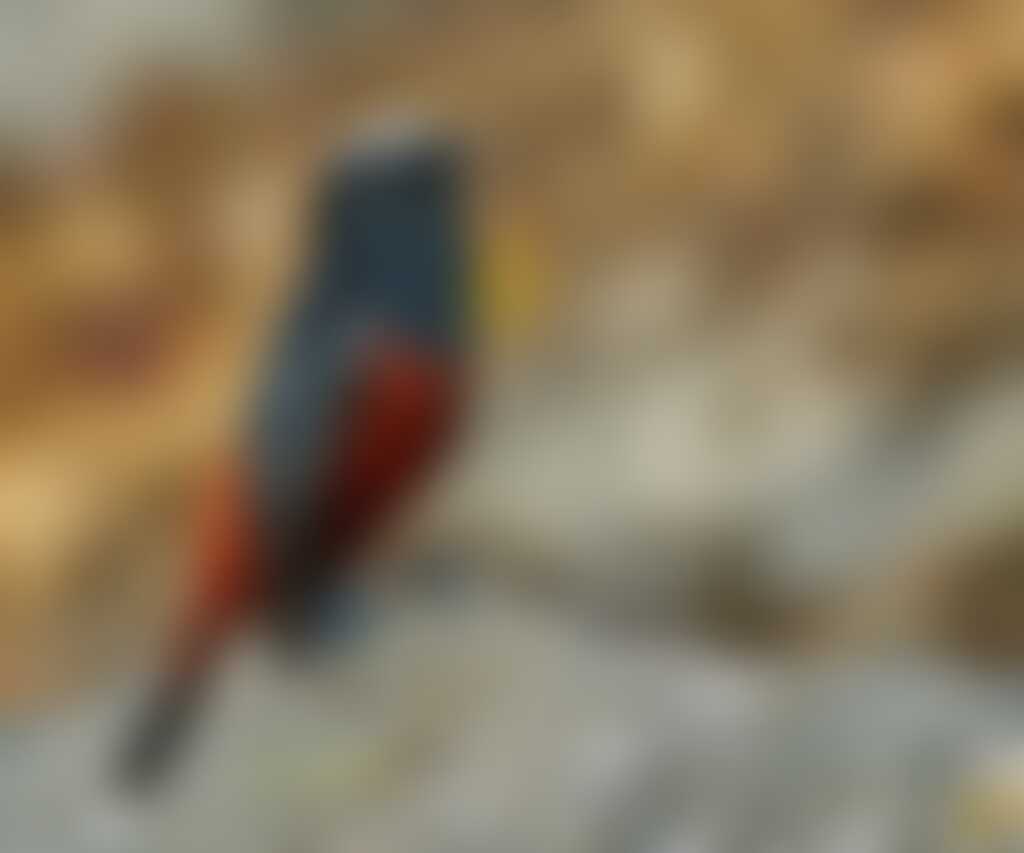 low-preview-71751 white capped redstart 1024x853