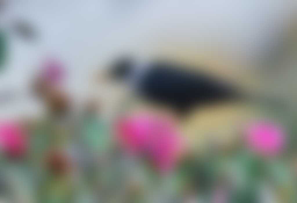 low-preview-71751 white collared blackbird 1024x700