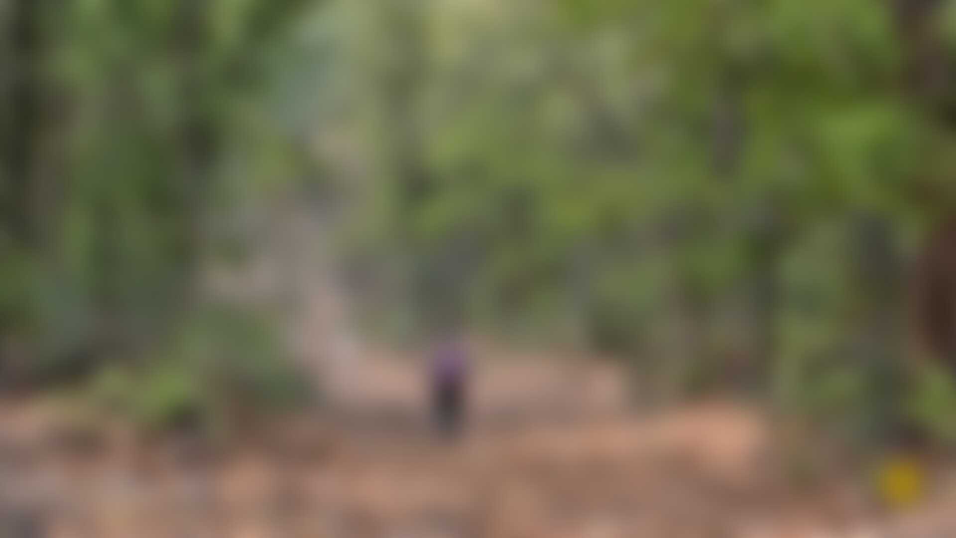 low-preview-84454 sanjay dubri tiger reserve trek the wide track used by officers for their patrolling duties indiahikes saurabh sawant 1