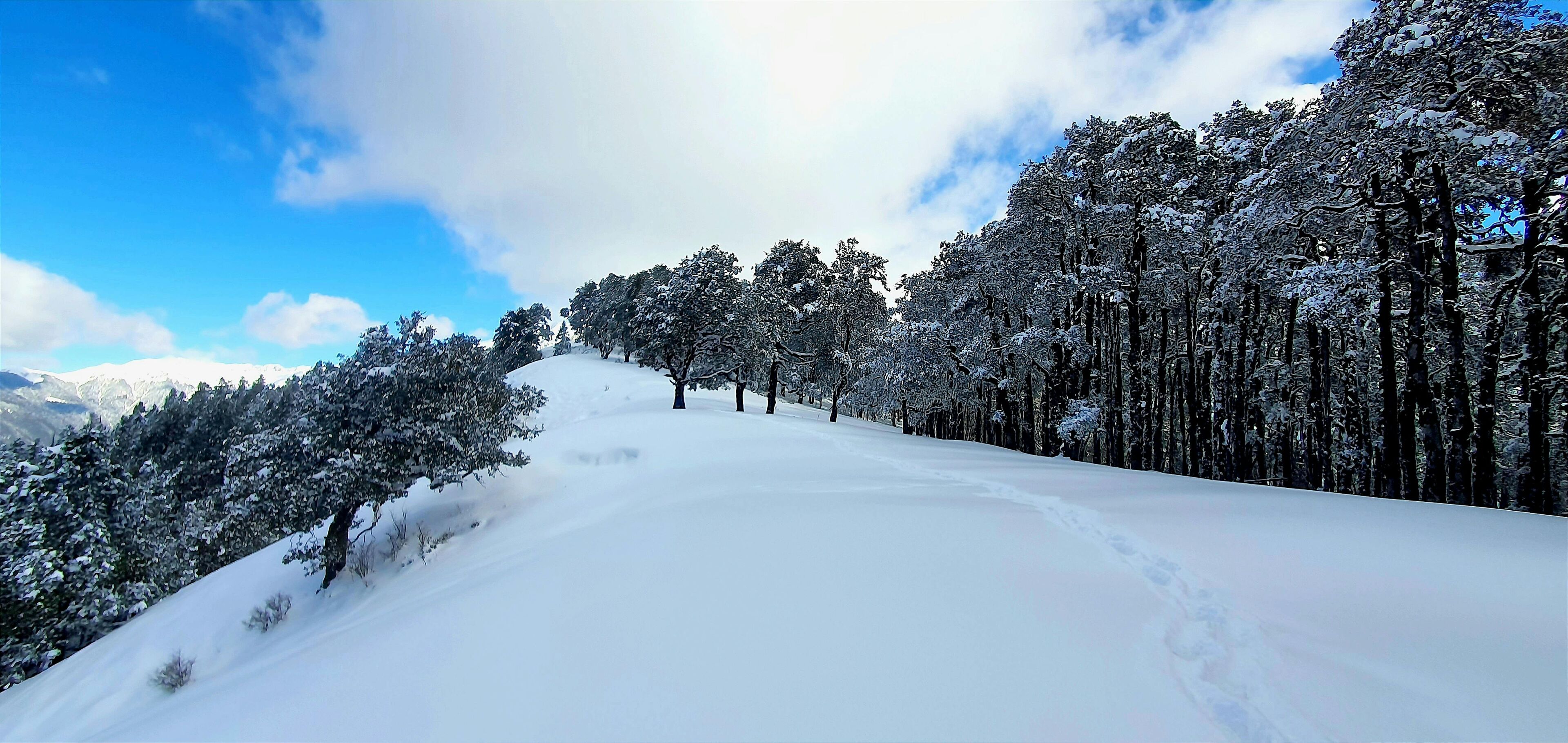 snow covering the pine and oak forest in the jungles of Ali Bedni