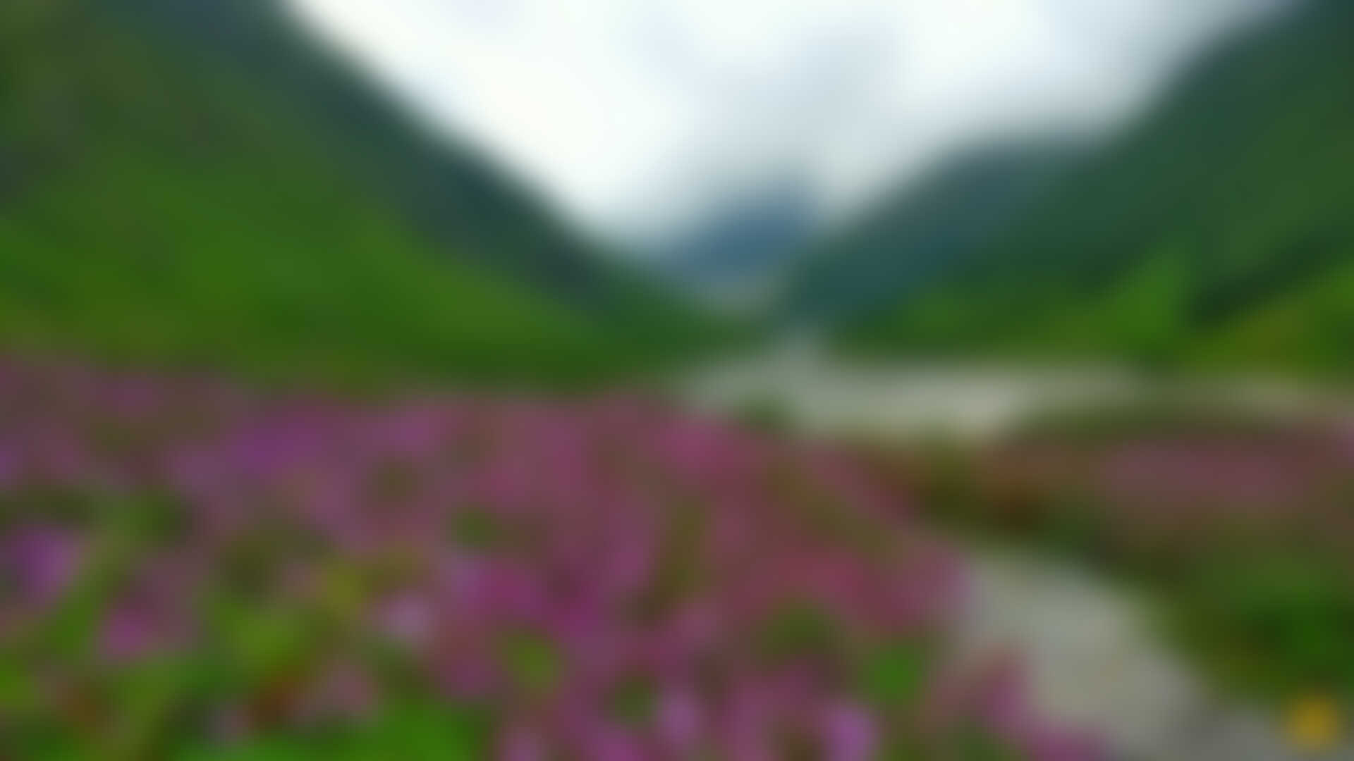 low-preview-89171 feature valleyofflowers pavan jain blooming flowers of the valley 1