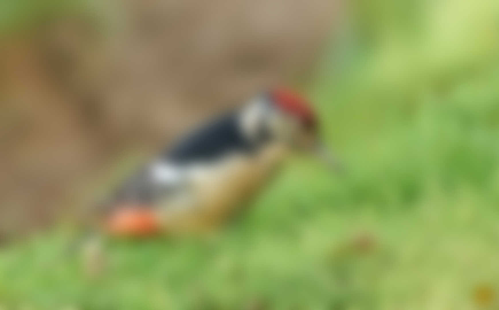 low-preview-89512 deoriatal chandrashila dc sep 2020 indiahikes ajit hota birds himalayan woodpecker male