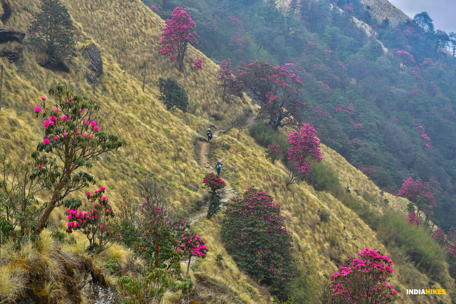 low-preview-8a8450e4 4827 4092 bd6f ee37f2f20da4 rhodos  khopra ridge nitesh kumar indiahikes