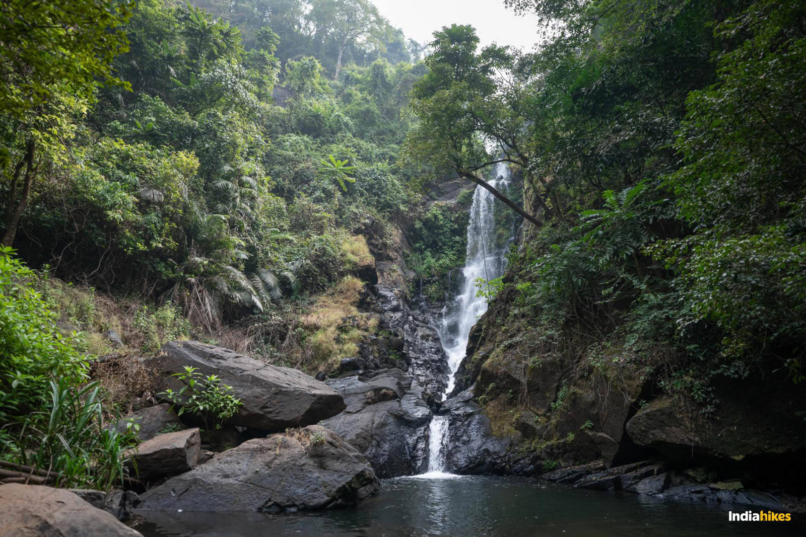 Goa Netravali Forest Trek 2025 | Booking dates & Fees - Indiahikes