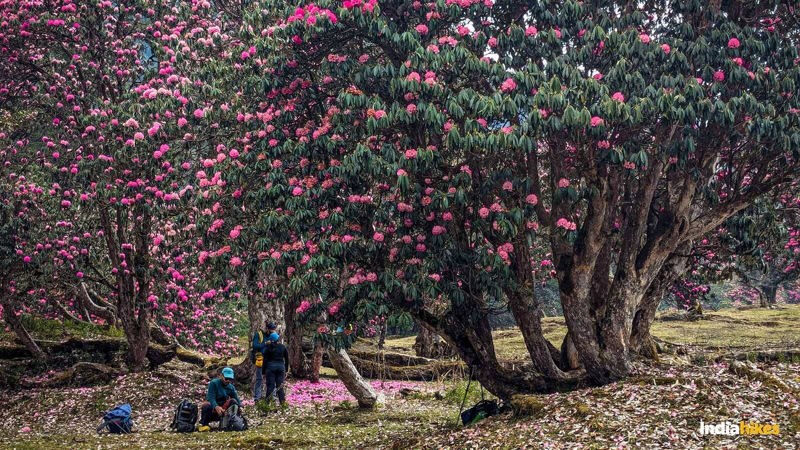 low-preview-Rhododendrons on the Ranthan Kharak trek