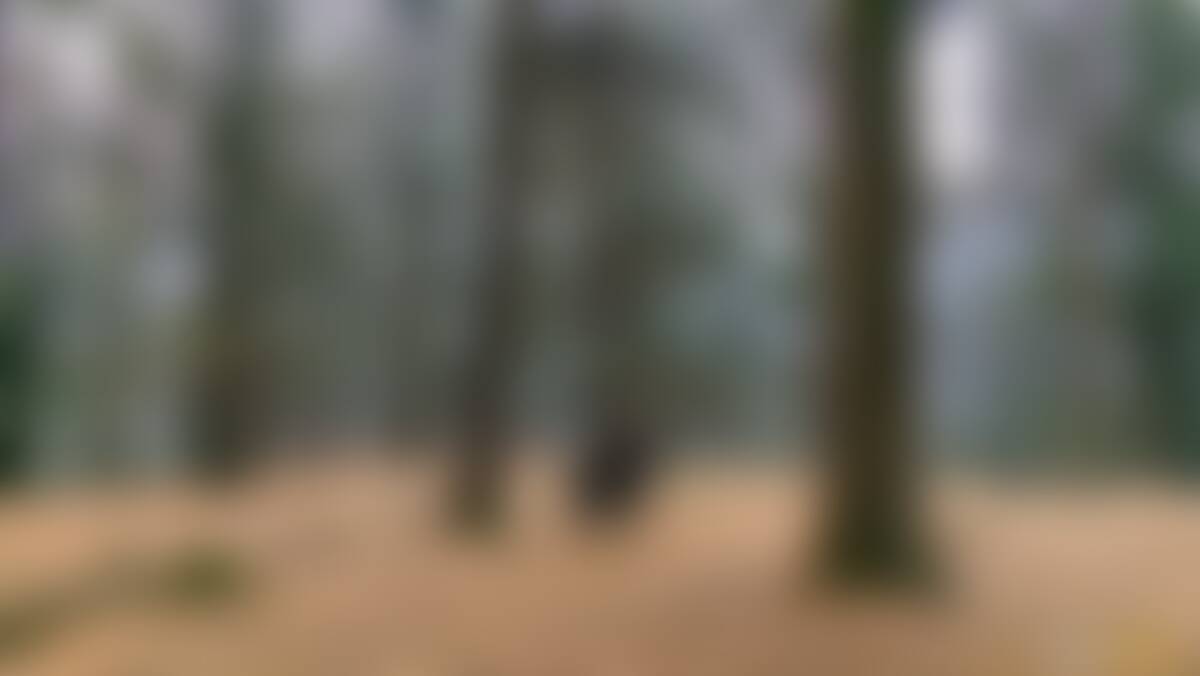 low-preview-zgudgst2uucvbuh1 bijlimahadevforestsection2