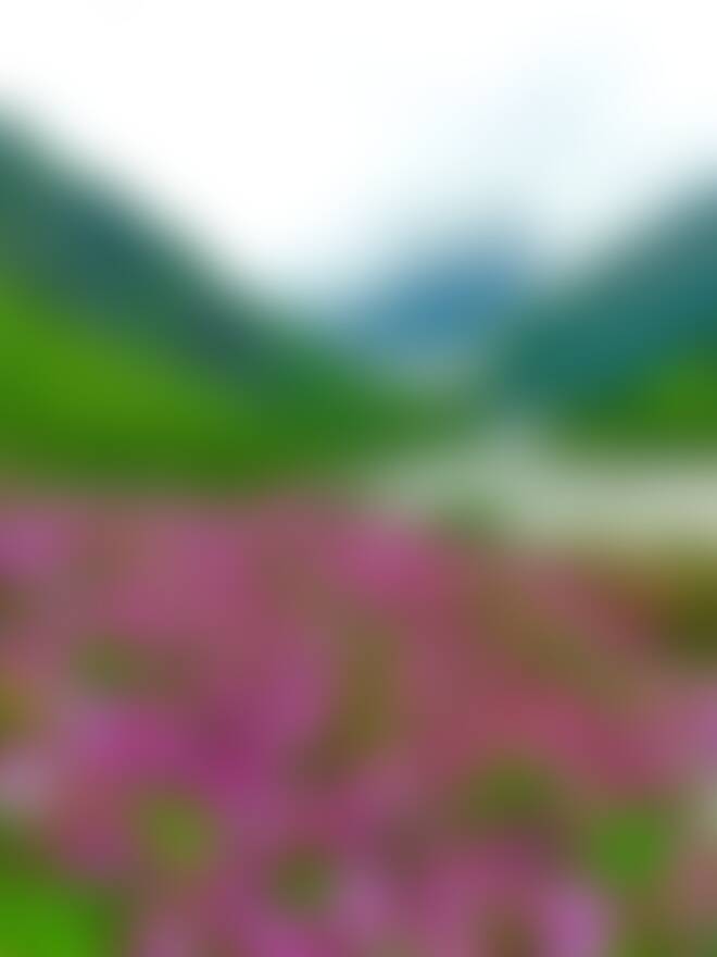 low-preview-zidysppdc1hukssi valleyofflowers pavanjain bloomingflowersofthevalley