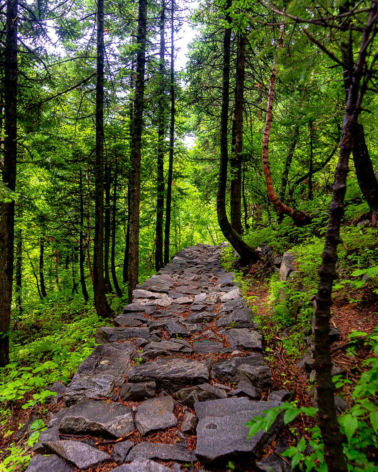 ziedjppdc1huksij valleyofflowers vof thanashyamraj lush green trails towards vof 1 