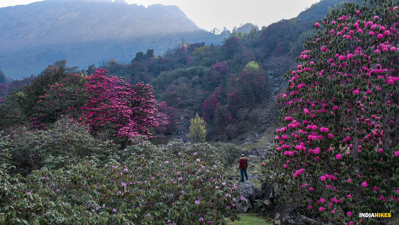 low-preview-Rhododendrons on the Ranthan Kharak trek