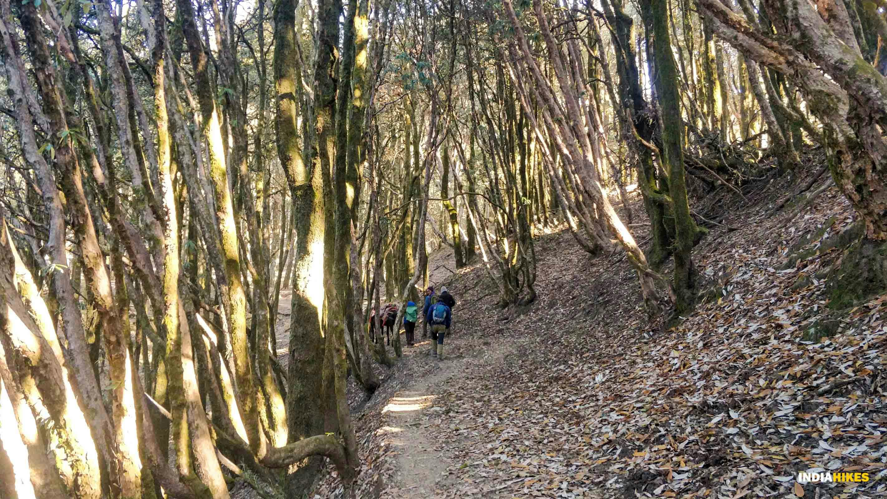 a081cfec 3ee3 4d9e ada7 52682d9474b3 ali bedni bugyal dhaval jajal tholpani forest forest section trekkers on trail  %289%29 %281%29