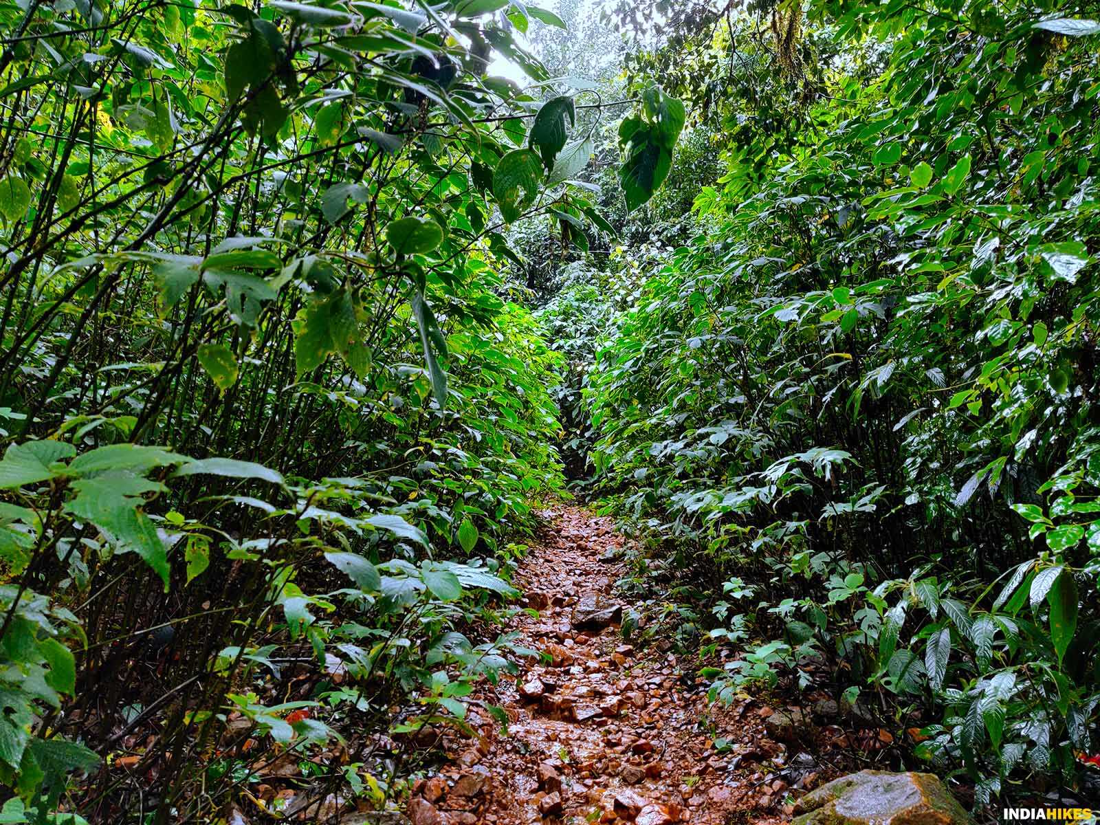 Forest trail, Ettina Bhuja trek, western ghats treks, Indiahikes, treks in Karnataka, weekend treks ffrom Bangalore