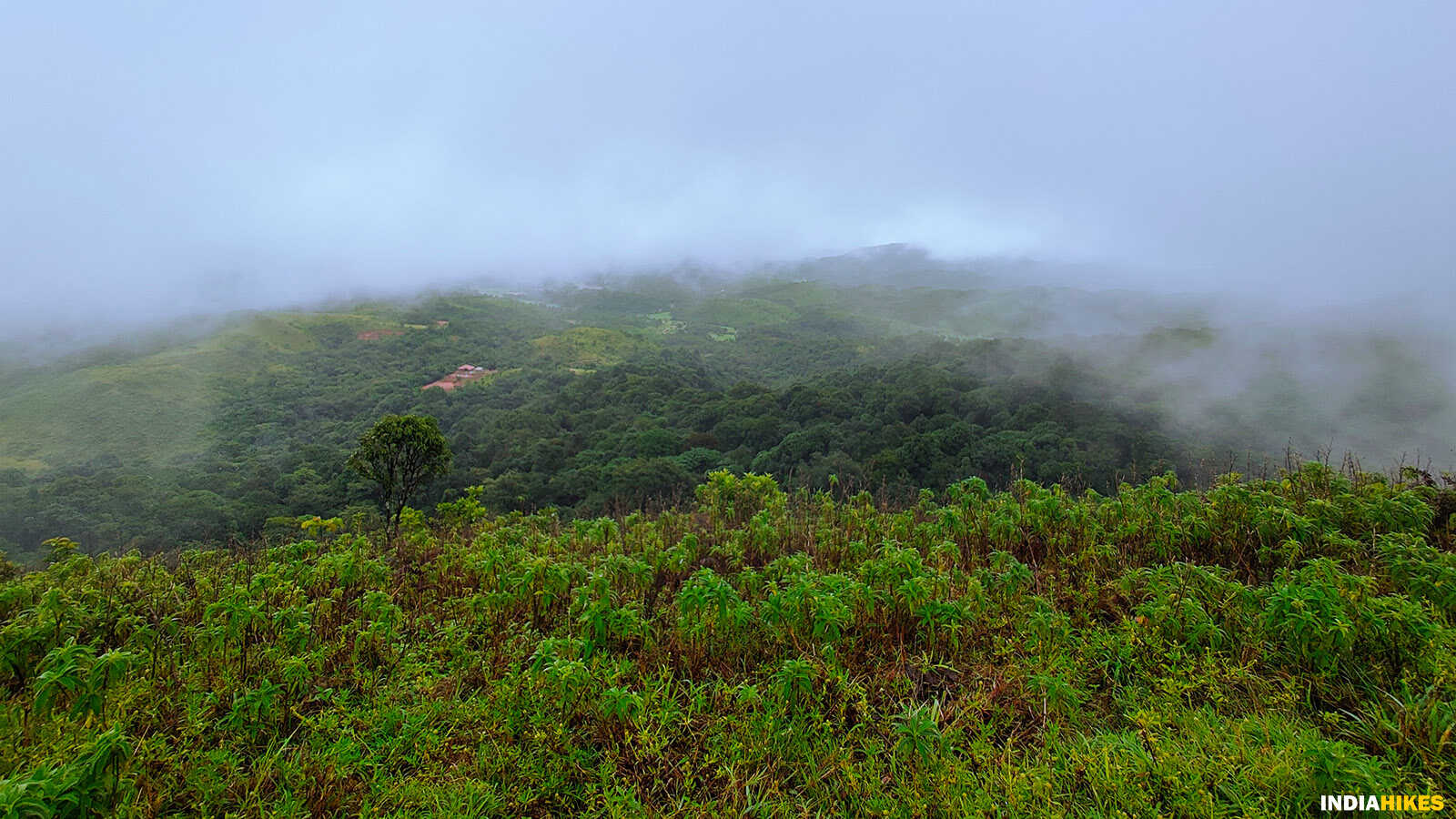 View, Ettina Bhuja trek, western ghats treks, Indiahikes, treks in Karnataka, weekend treks ffrom Bangalore
