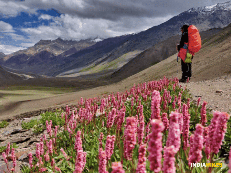 3 Unexpected but stunning treks for flowers in the Himalayas