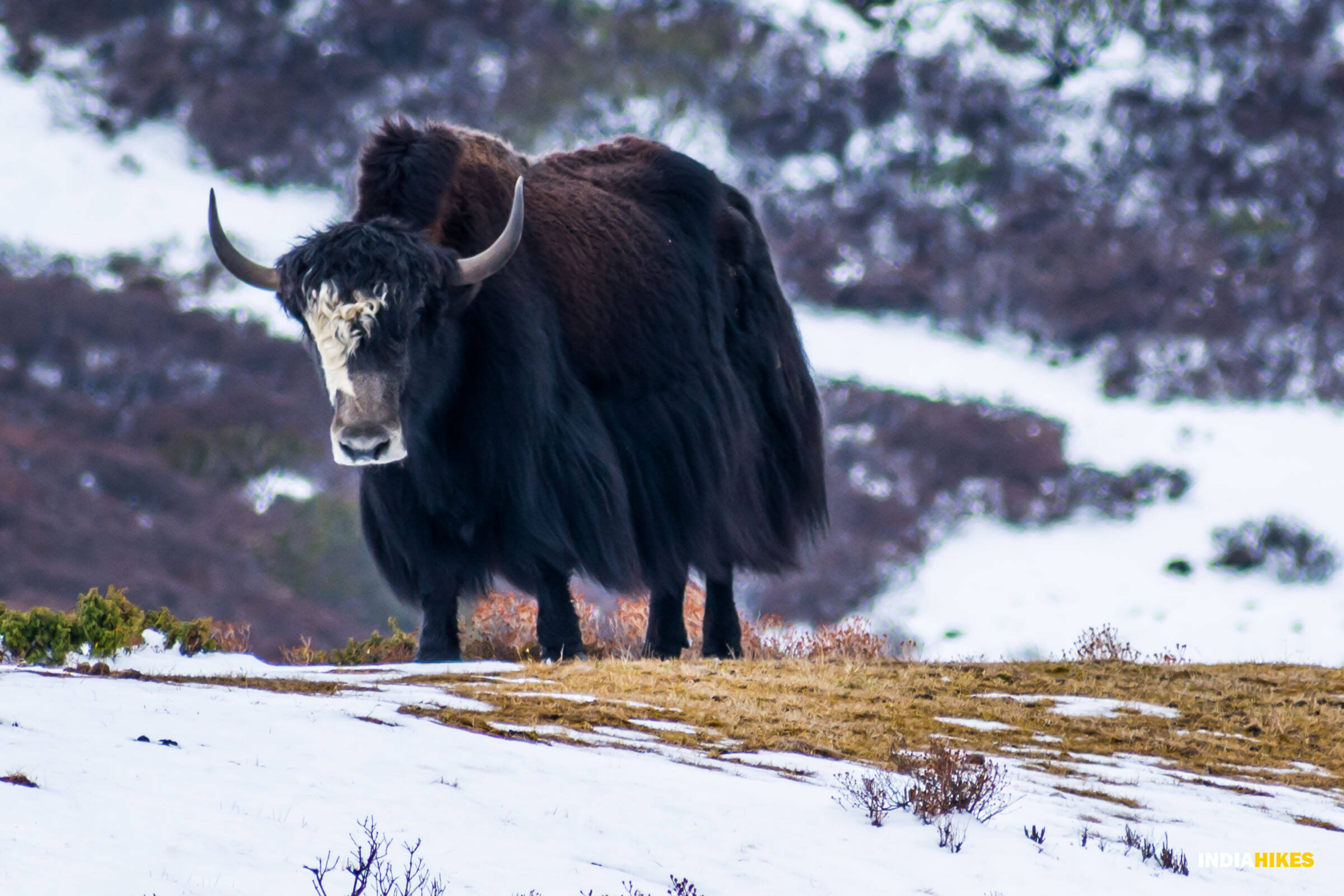 low-preview-b9179e4d d61a 4965 b129 56a9fa2b148f goechala gcl indiahikes sadguru yak