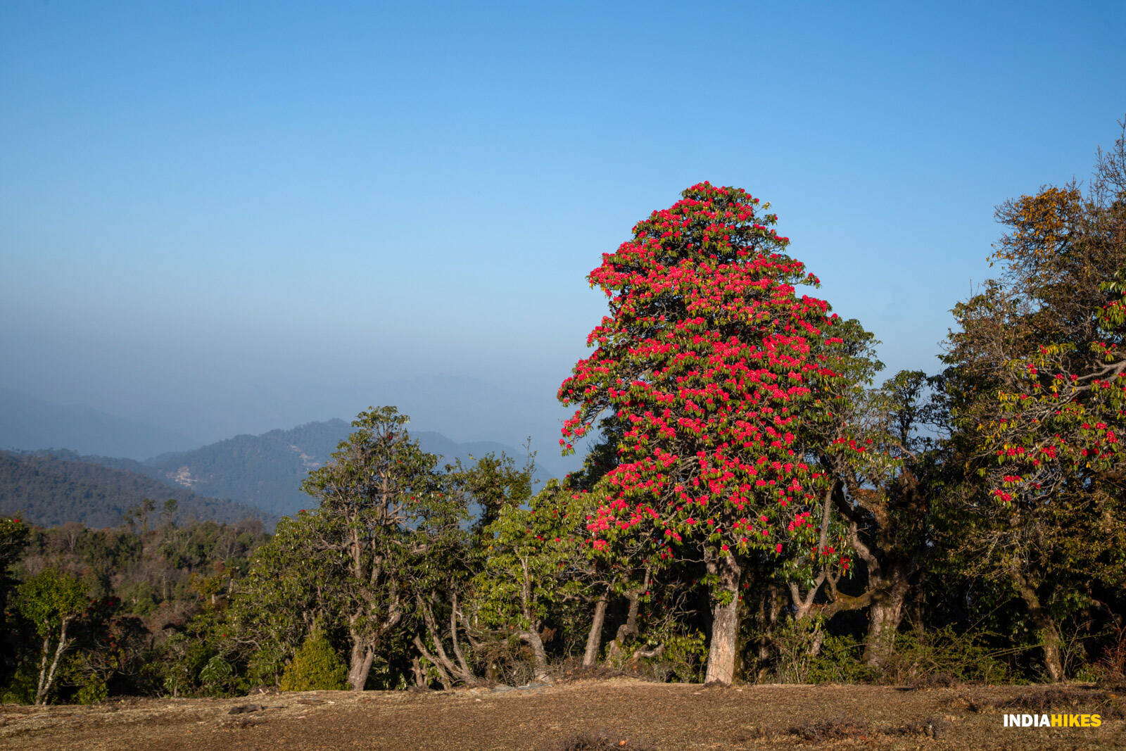 Top 5 Rhododendron Treks in the Indian Himalayas