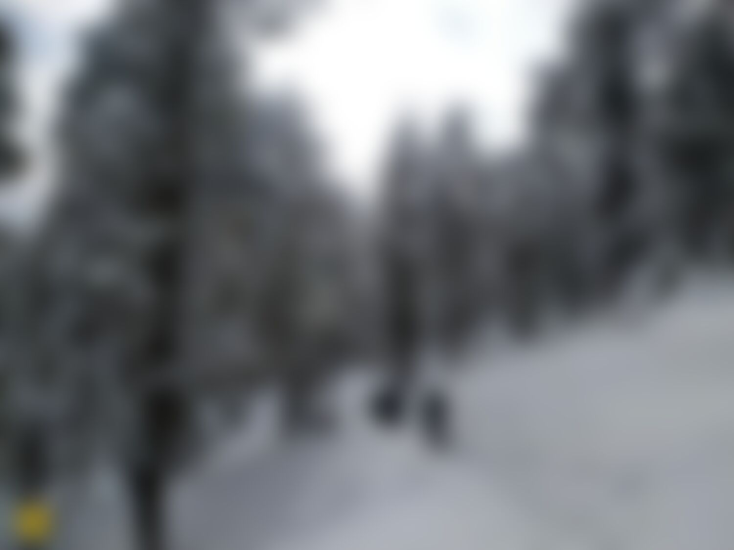 low-preview-d84f35d3 e035 4f2f a51e bfecbdbcda1d dayara bugyal db pranav dharamsey4 snow trailwithtrekkers 