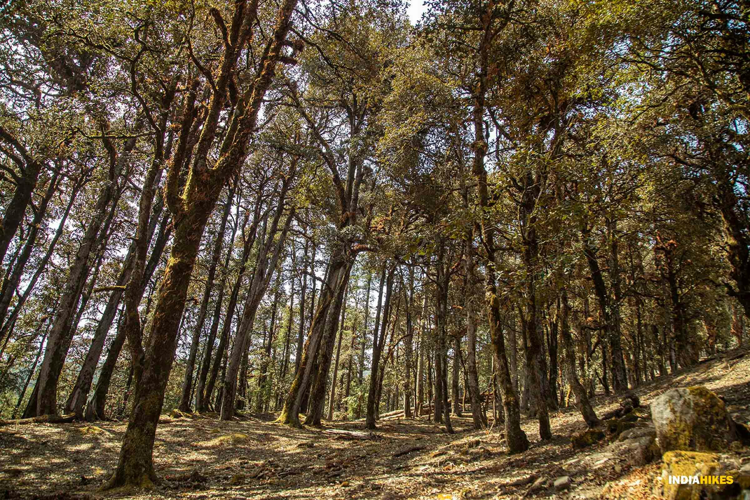 dc46e541 3d55 4107 8b08 c68c8b5c3947 pangarchulla trek pg indiahikes jothiranjan khullara to tapovan forest near karachi