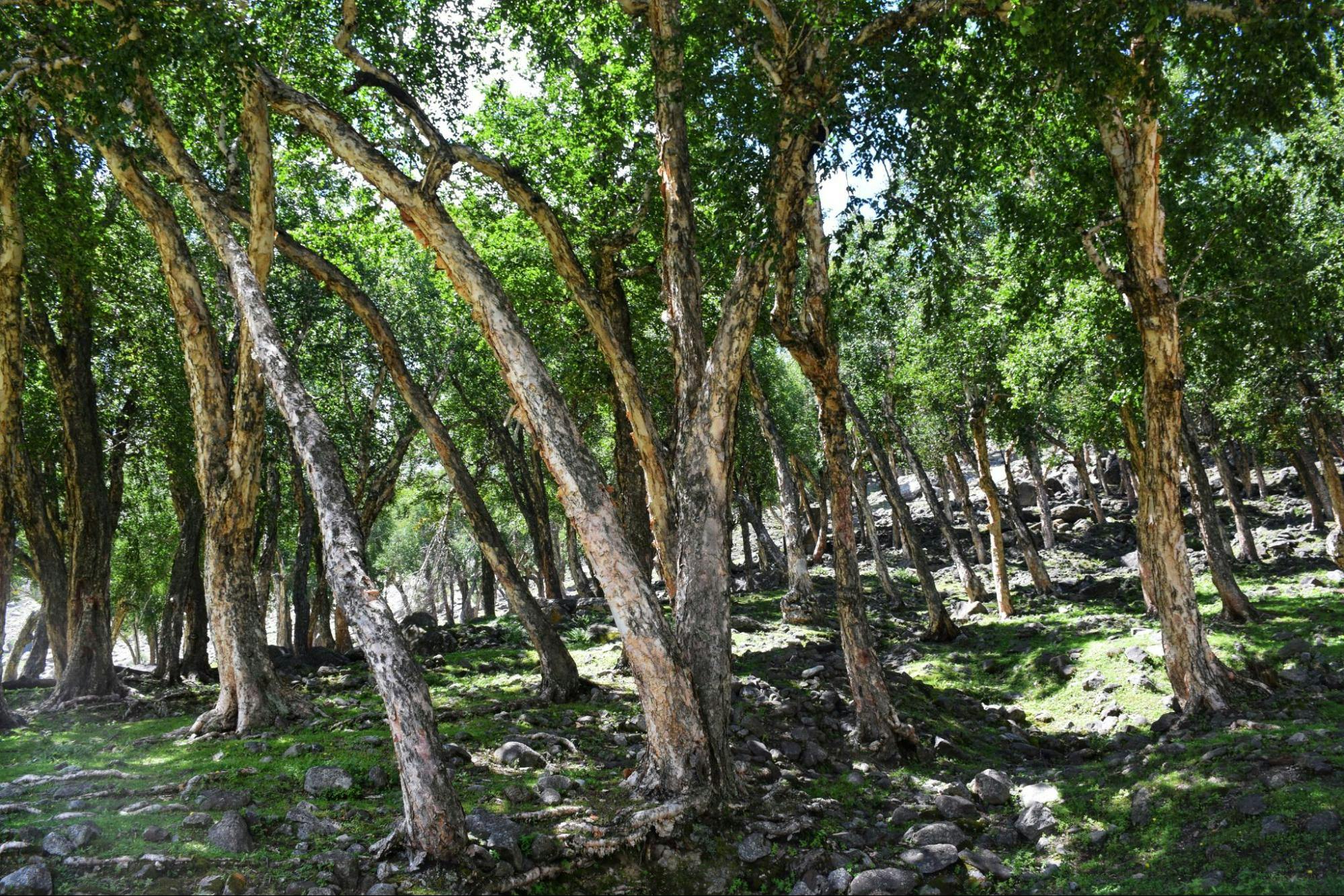 e377d9dc 06ba 4642 aa2c 4dc534398215 silver birch trees brammah valley indiahikes nitesh kumar