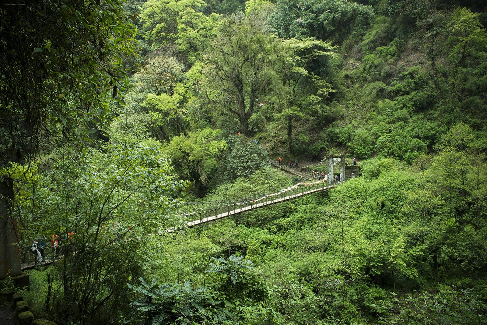 f2ec6b4a f087 4c51 958e 9e2ea2f9ef65 goechala trek indiahikes sarth rastogi   forest   bridge   greenery %281%29