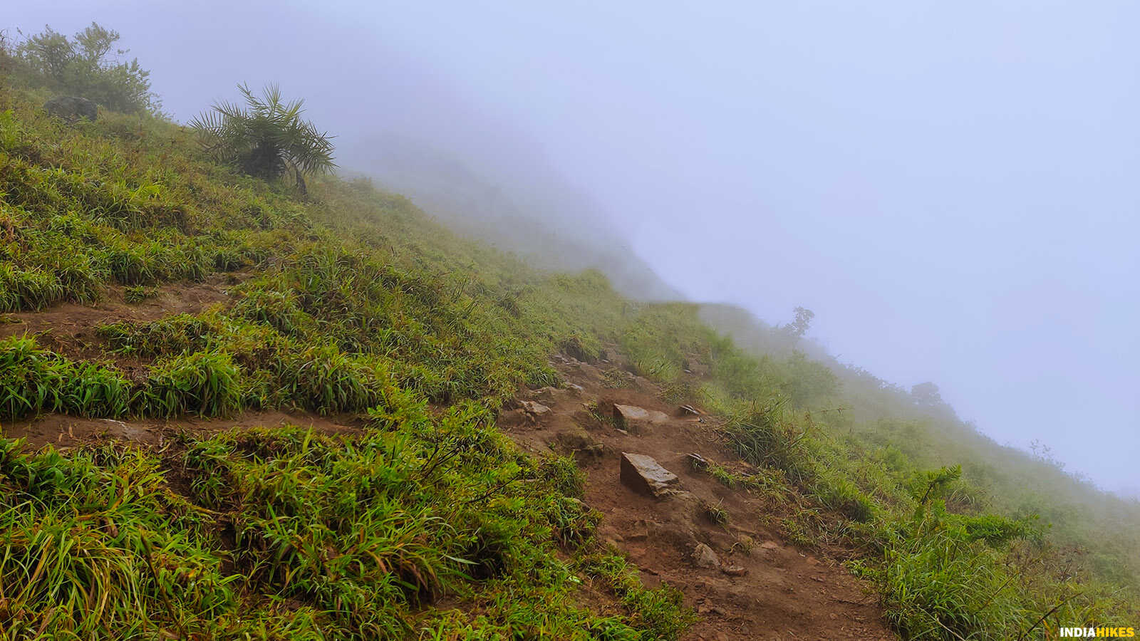 Grassland trail, Ettina Bhuja trek, western ghats treks, Indiahikes, treks in Karnataka, weekend treks from Bangalore